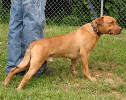 Other Photos of thie Dog