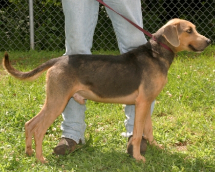Other Photos of thie Dog