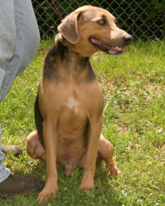 Other Photos of thie Dog