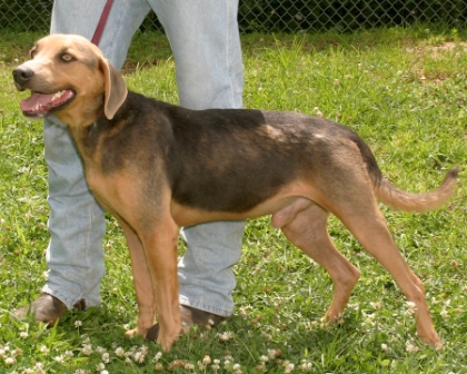 Other Photos of thie Dog