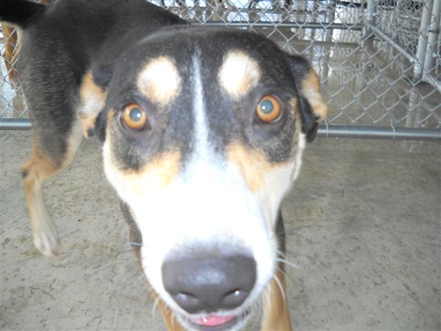 Other Photos of thie Dog