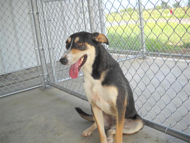 Other Photos of thie Dog