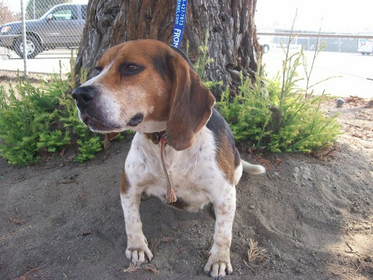 Other Photos of thie Dog