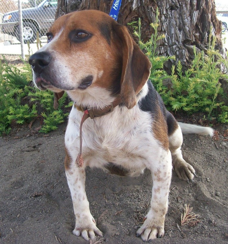 Other Photos of thie Dog