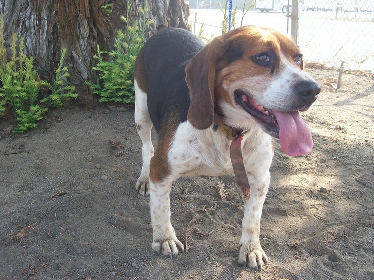 Other Photos of thie Dog