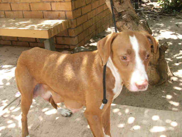 Main Photo of this Dog