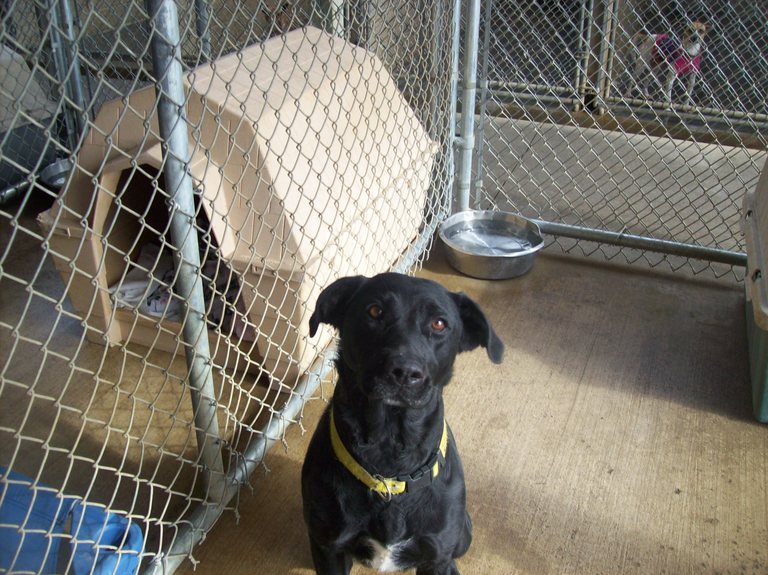 Main Photo of this Dog