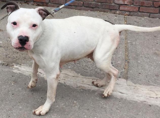 Other Photos of thie Dog