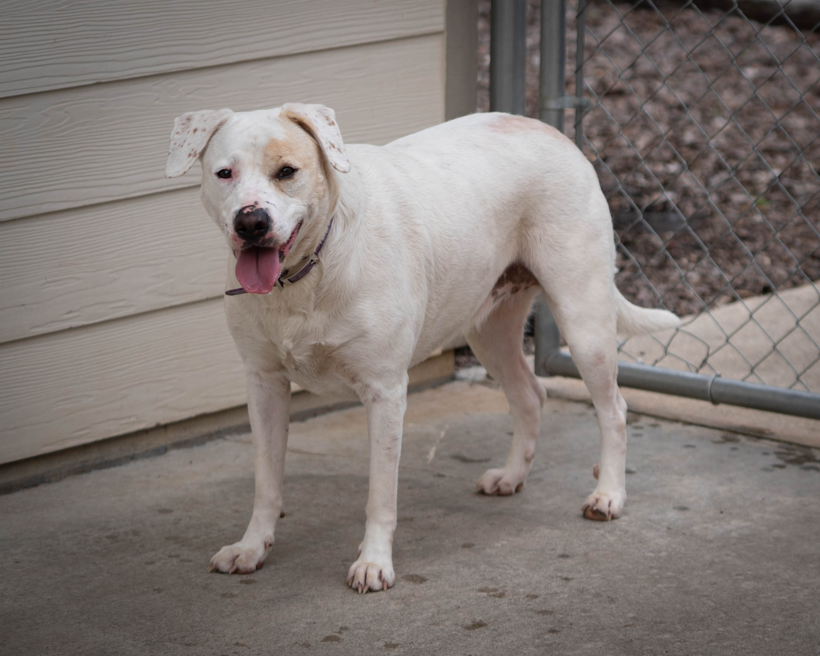 Other Photos of thie Dog