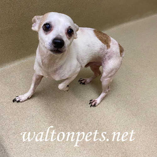 Main Photo of this Dog
