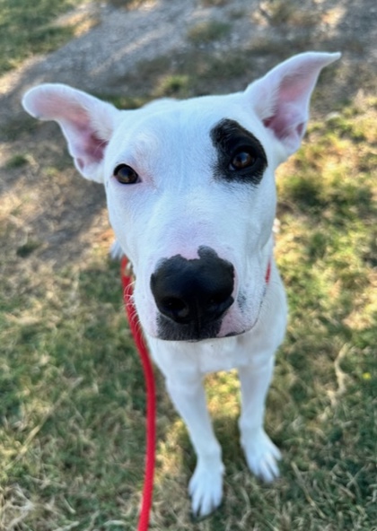 Main Photo of this Dog