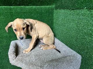 Main Photo of this Dog