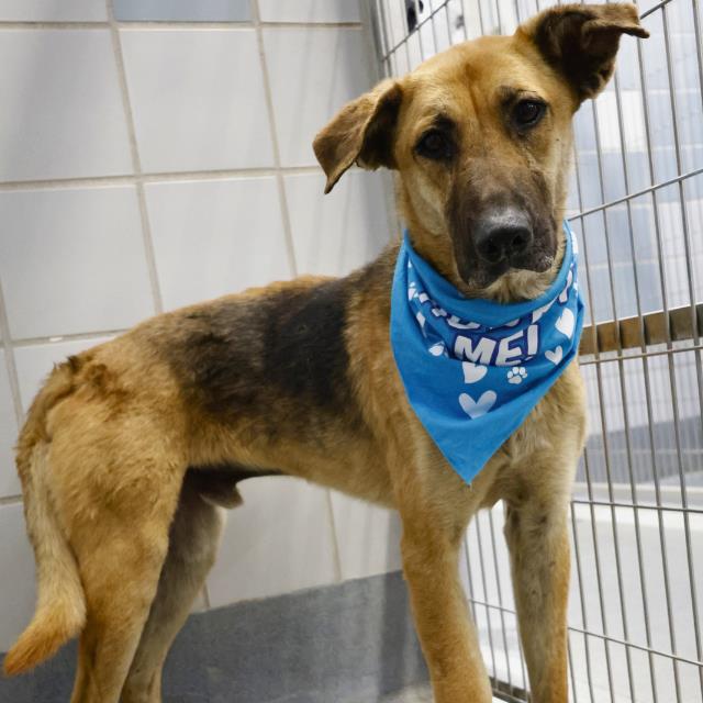 Main Photo of this Dog