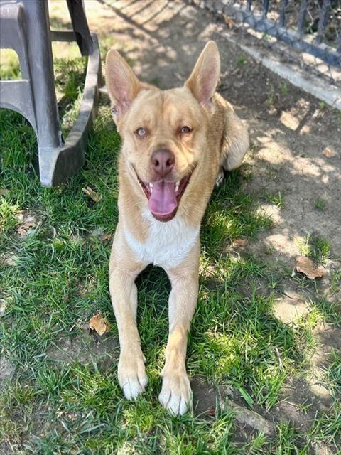 Mcnugget, a Shar Pei (mix breed), available for adoption