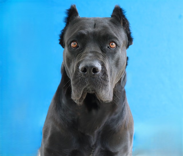 Mamba, a Cane Corso Mastiff, available for adoption