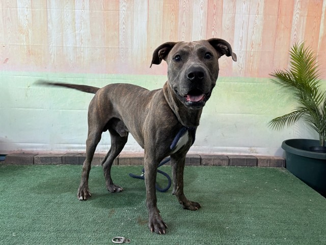 Rusy, a Pit Bull Terrier, available for adoption
