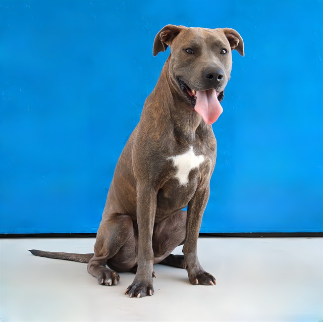 Adoptable pet photo