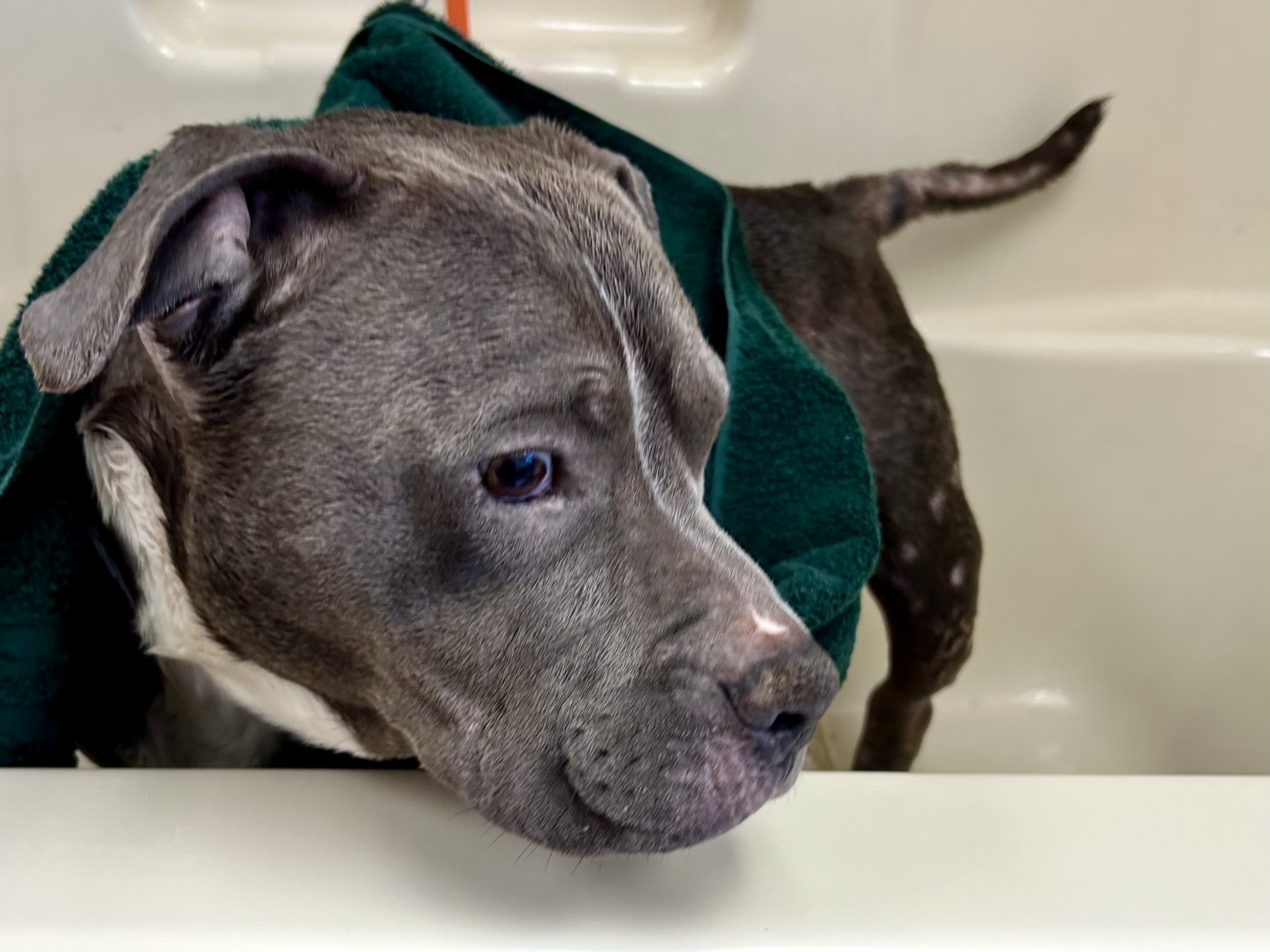 Adoptable pet photo