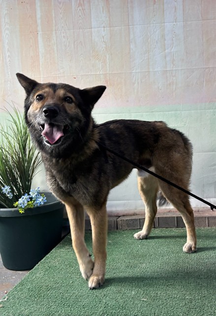 Leo, a Jindo, available for adoption