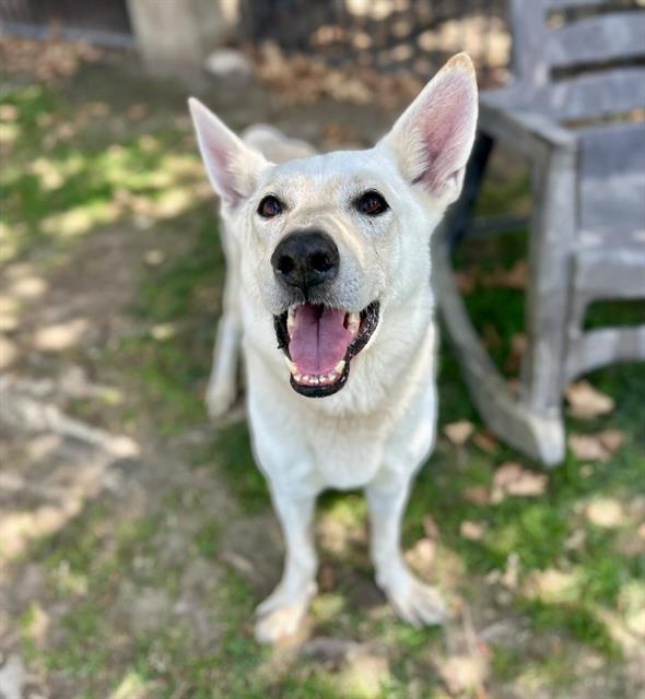 Icecube, a Shepherd (mix breed), available for adoption