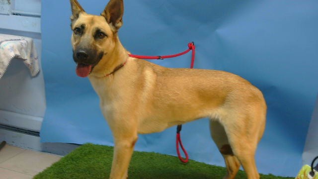 Eva, a German Shepherd, available for adoption