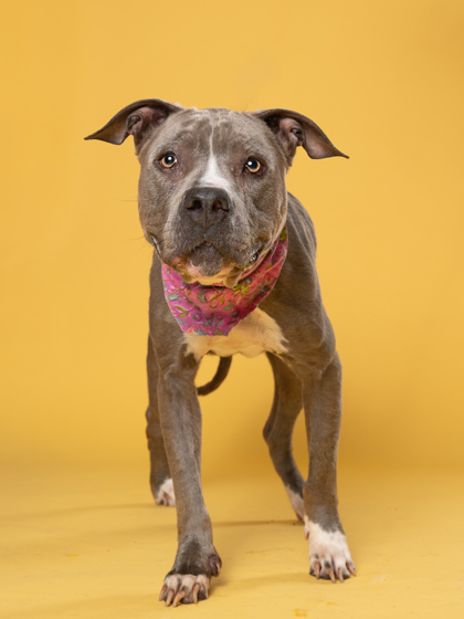 Gluckie, a Pit Bull Terrier, available for adoption