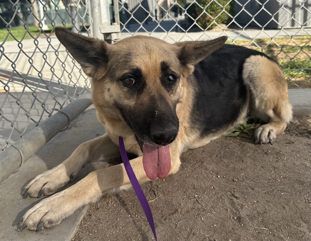 Matcha, a German Shepherd, available for adoption