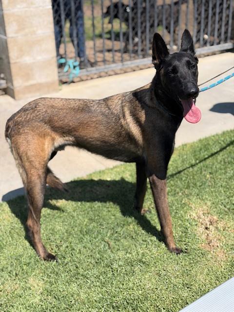 Kilo, a Belgian Shepherd Malinois, available for adoption