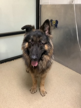 Hercules, a German Shepherd, available for adoption