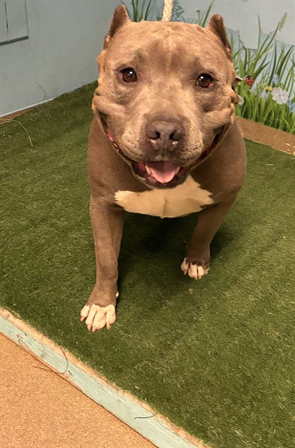 Sheriff, a Pit Bull Terrier, available for adoption