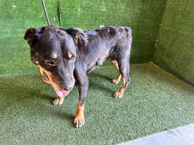 A5792003, a Rottweiler, available for adoption