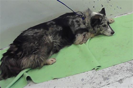 Emberly, a Australian Shepherd (mix breed), available for adoption