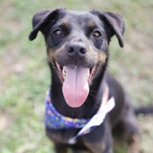 Chispita, a Retriever (mix breed), available for adoption