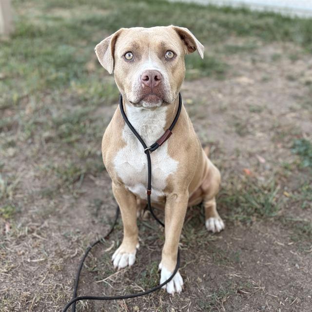 Bambi, a Pit Bull Terrier, available for adoption