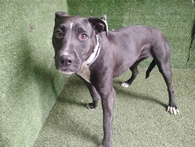 Beth, a Pit Bull Terrier, available for adoption