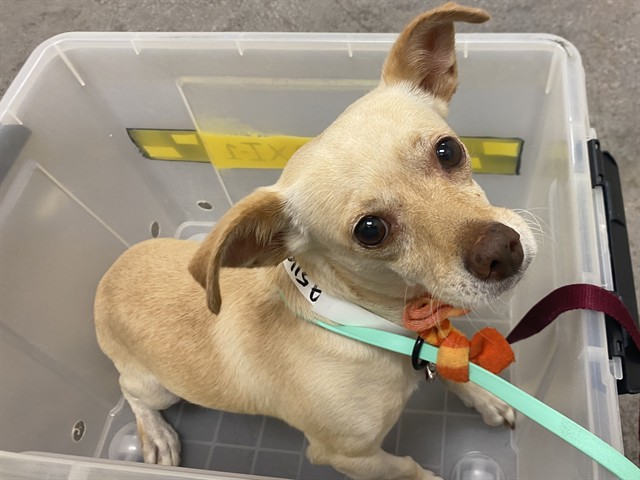 Denver, a Chihuahua, available for adoption