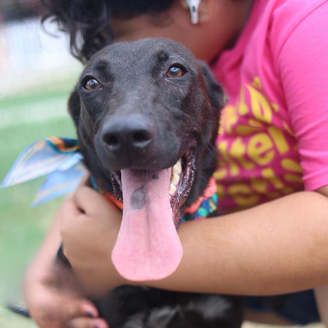 Posh, a Shepherd (mix breed), available for adoption