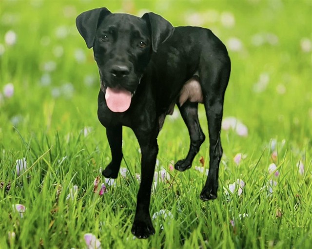 Willow, a Cane Corso Mastiff, available for adoption
