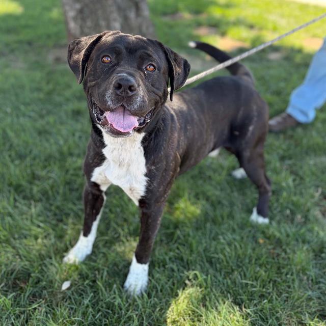Raj, a Pit Bull Terrier, available for adoption