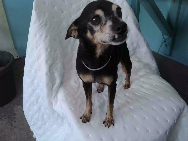 A5793804, a Chihuahua, available for adoption
