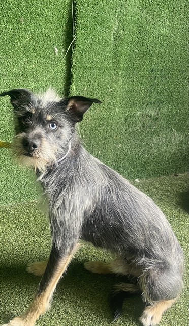 Ricky, a Terrier, available for adoption