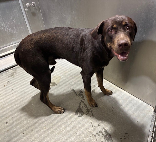 Leonard, a Mastiff, available for adoption