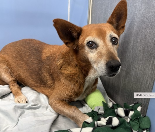 A596418, a Chihuahua, available for adoption