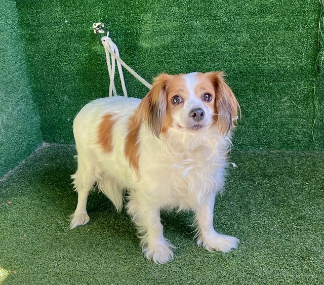 A4946408, a Papillon, available for adoption