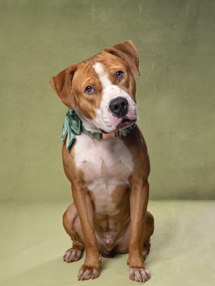 Adoptable pet photo
