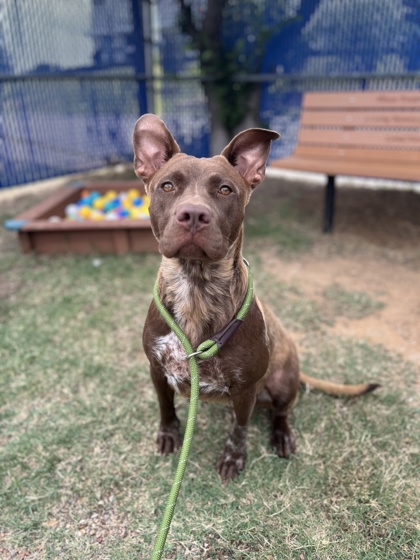 Adoptable pet photo