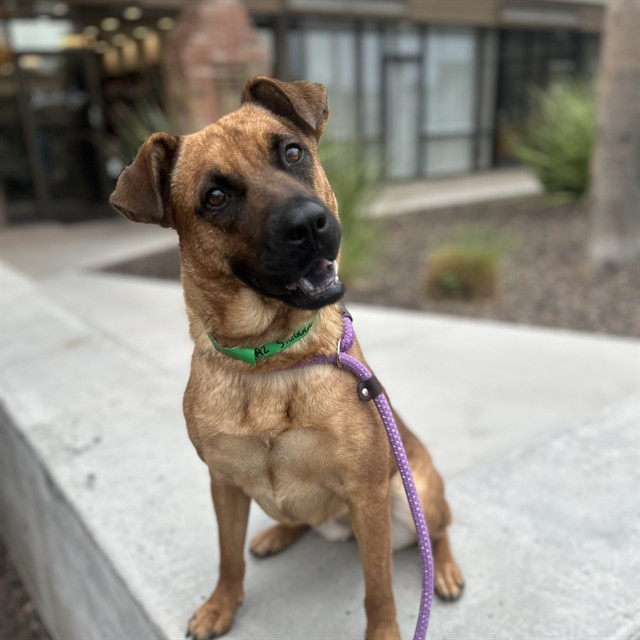 Adoptable pet photo