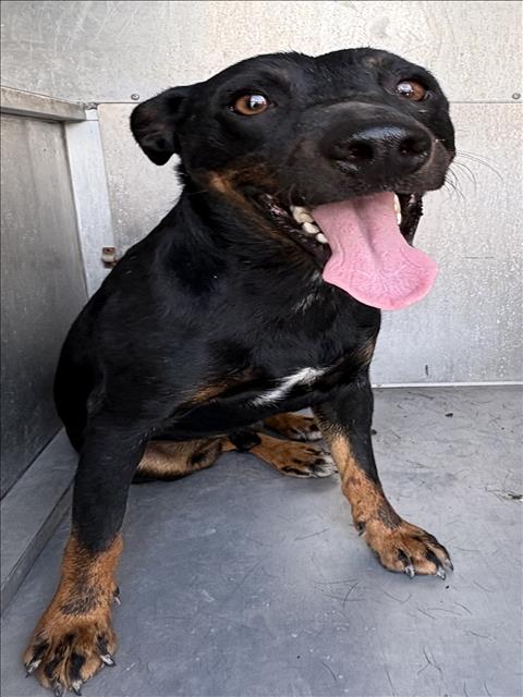 Adoptable pet photo