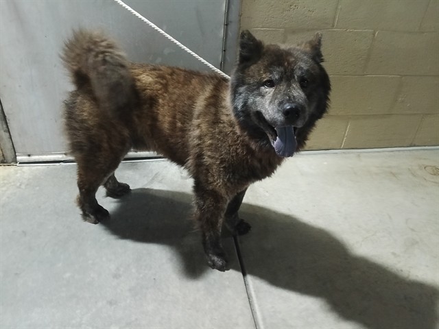 Adoptable pet photo