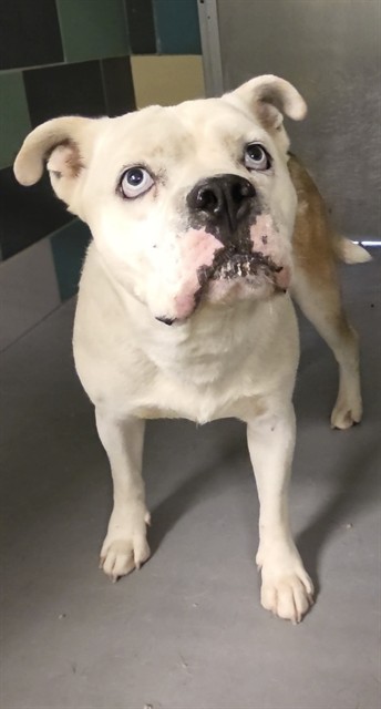 Adoptable pet photo